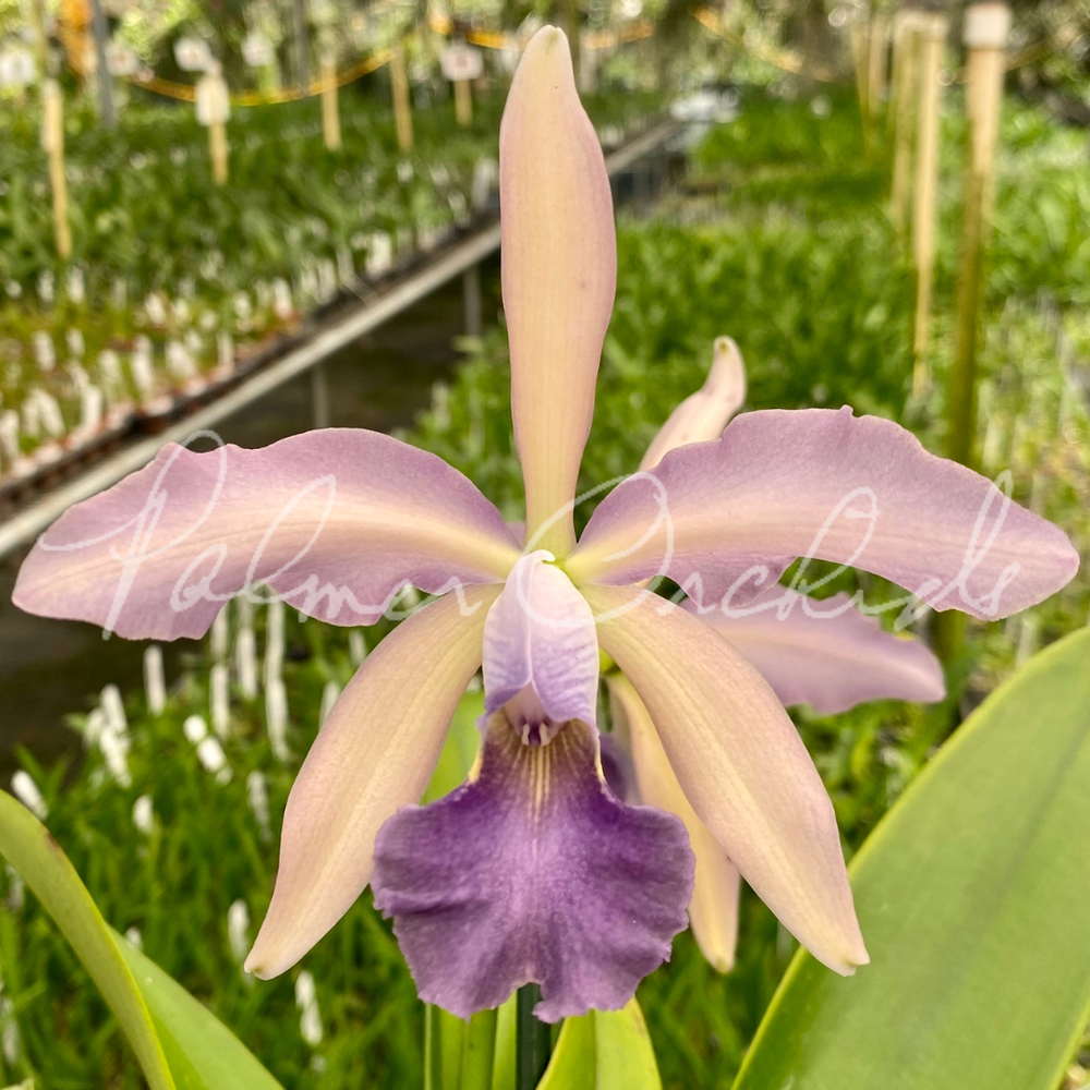 オトリ・カエデ Cattleya Atlanta — Palmer Orchids